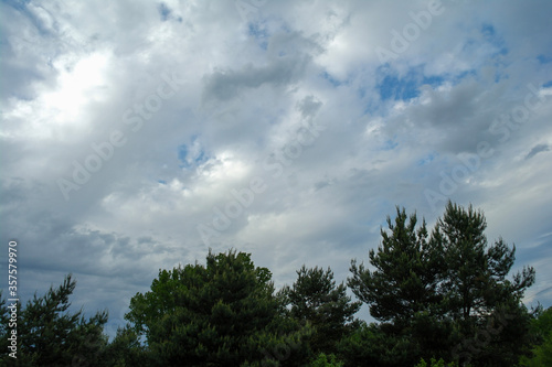 clouds and pines