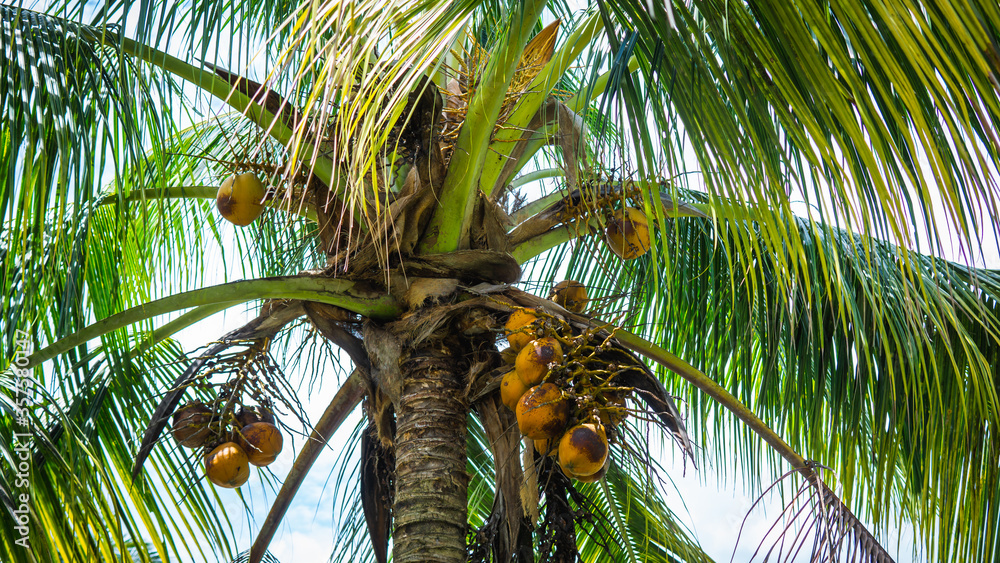 Fototapeta premium Fresh green yellowish coconut on the tree, coconut cluster on coconut palm tree with clear blue sky as background.