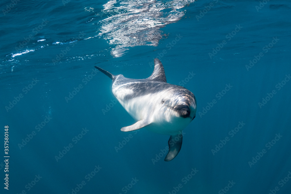 Fototapeta premium DUsky dolphins, Nuevo Gulf, Valdes Peninsula, Argentina.