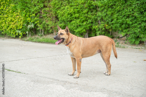 Thailand cute brown dog standing with tree background. © Songsak C