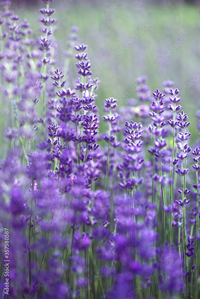 Obraz premium Provence - lavender field