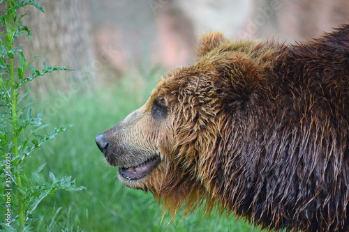 Head Close Up Portrait of Female Brown Bear