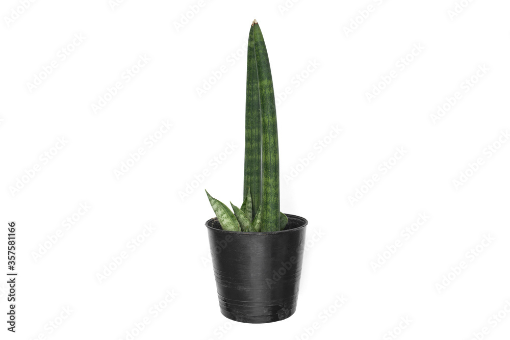 Sansevieria stuckyi isolated on white background , hipster tree air purifier. Sansevieria stuckyi isolated on white background , hipster tree air purifier.