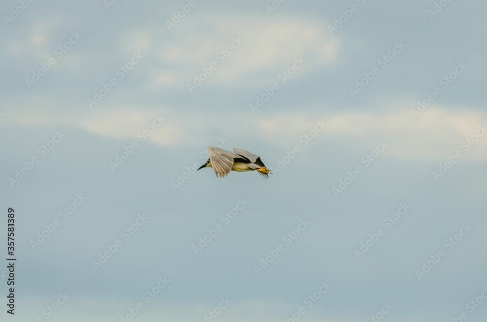 Gray Heron in flight over the swamp 