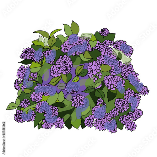 Vector illustration of hydrangea flowers bushes, hedge for garden decoration bouquets of green leaves and pink inflorescences isolated on a background set