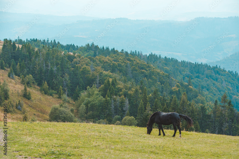 black horse eating grass at mountains field