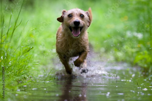 White hunting dog Jack Russell Terrier chasing through the woods and puddles among the trees, the dog catching the trail.