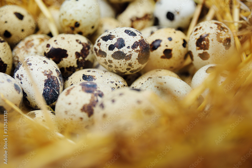 quail eggs in a nest on the background of hay close-up. Breeding of quails.copy space