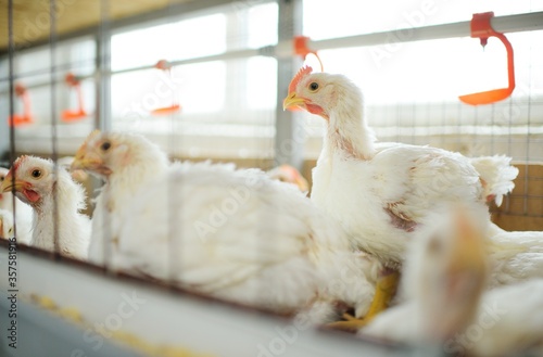 Poultry farm, raising broiler chickens. Adult chickens sit in cages and eat compound feed