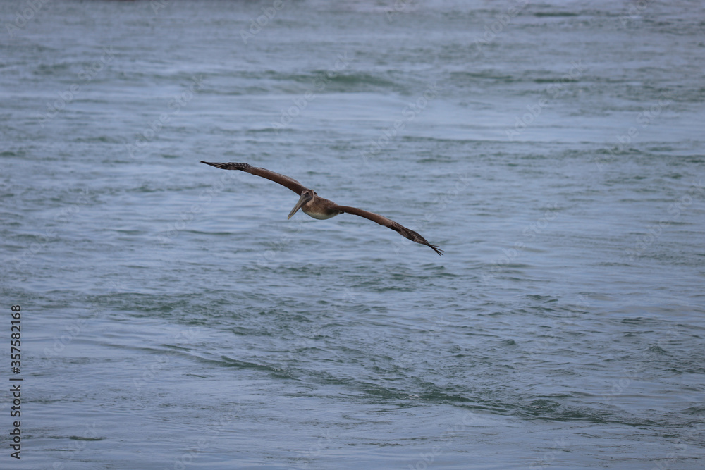 Large brown pelican in flight over water Large brown pelican in flight over water