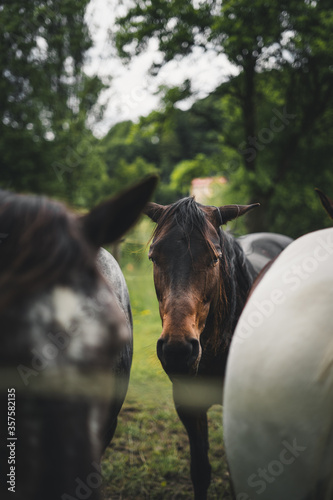 Braunes Pferd steht zwischen anderen Pferden auf der Weide photo