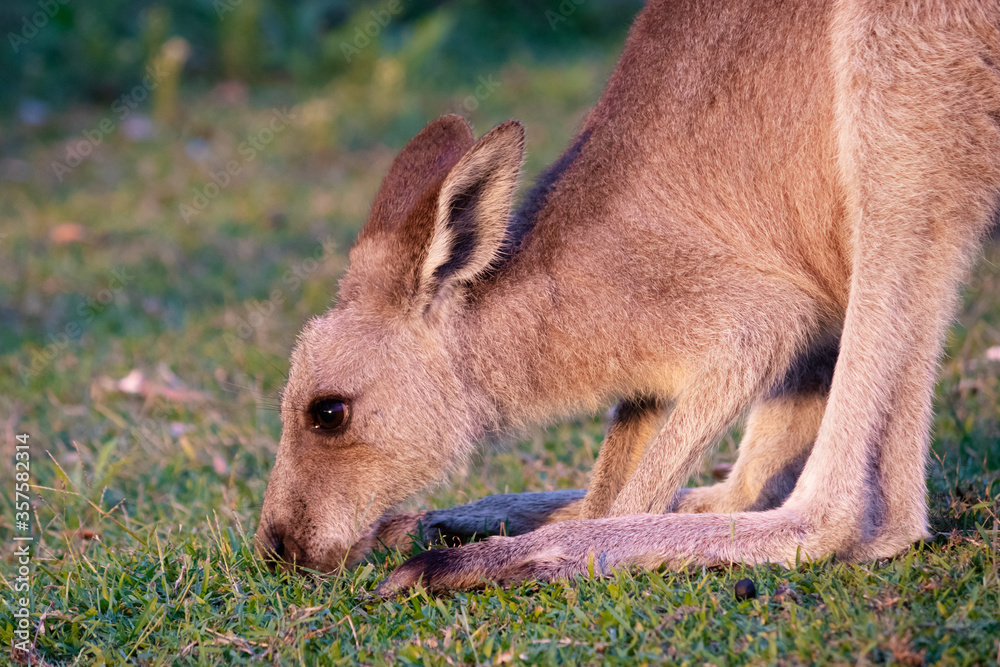 Fototapeta premium Kangaroo eating on a grass field, close up portrait, open eyes, ears behind its head. Seen at 