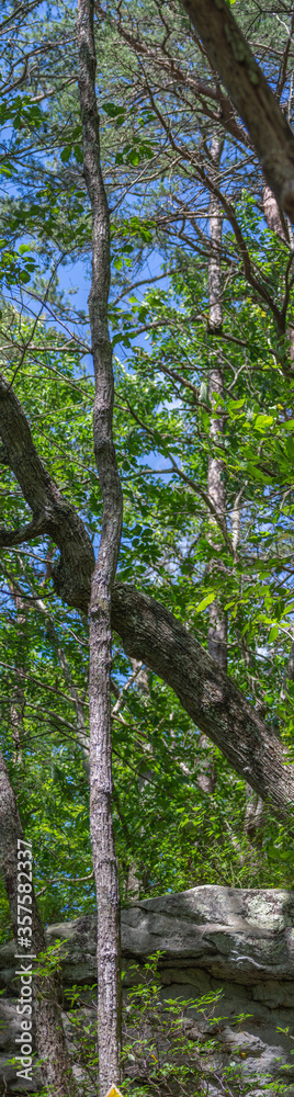 vertical panorama of tree in forest in cloudland canyon state park, georgia, usa