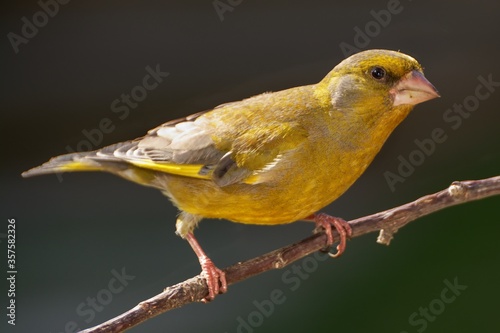 European Greenfinch (Chloris chloris), male on a branch. Czechia. Europe.