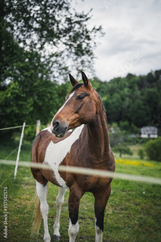 Braun weißes Pferd steht auf der Weide und guckt sich um © Oskar