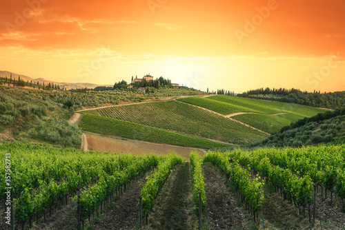 Fototapeta Naklejka Na Ścianę i Meble -  Vineyards at sunset, Tuscany, Italy. Chianti Region