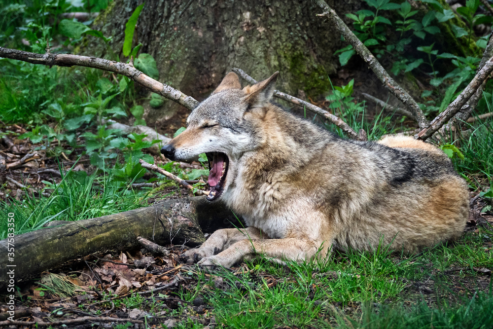 Europäischer Wolf ( Canis lupus ).