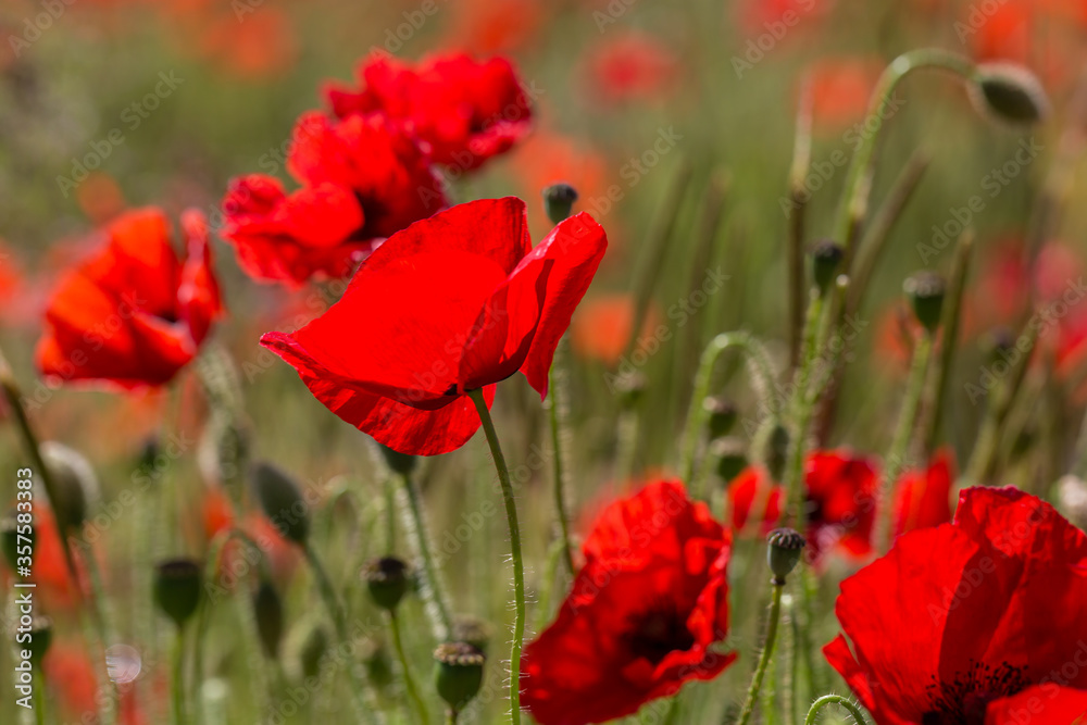 Obraz premium Vibrant Poppies in the Summer Sunshine