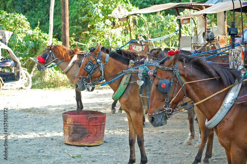 Horse-drawn calash at Baluarte zoo in Vigan, Ilocos Sur, Philippines