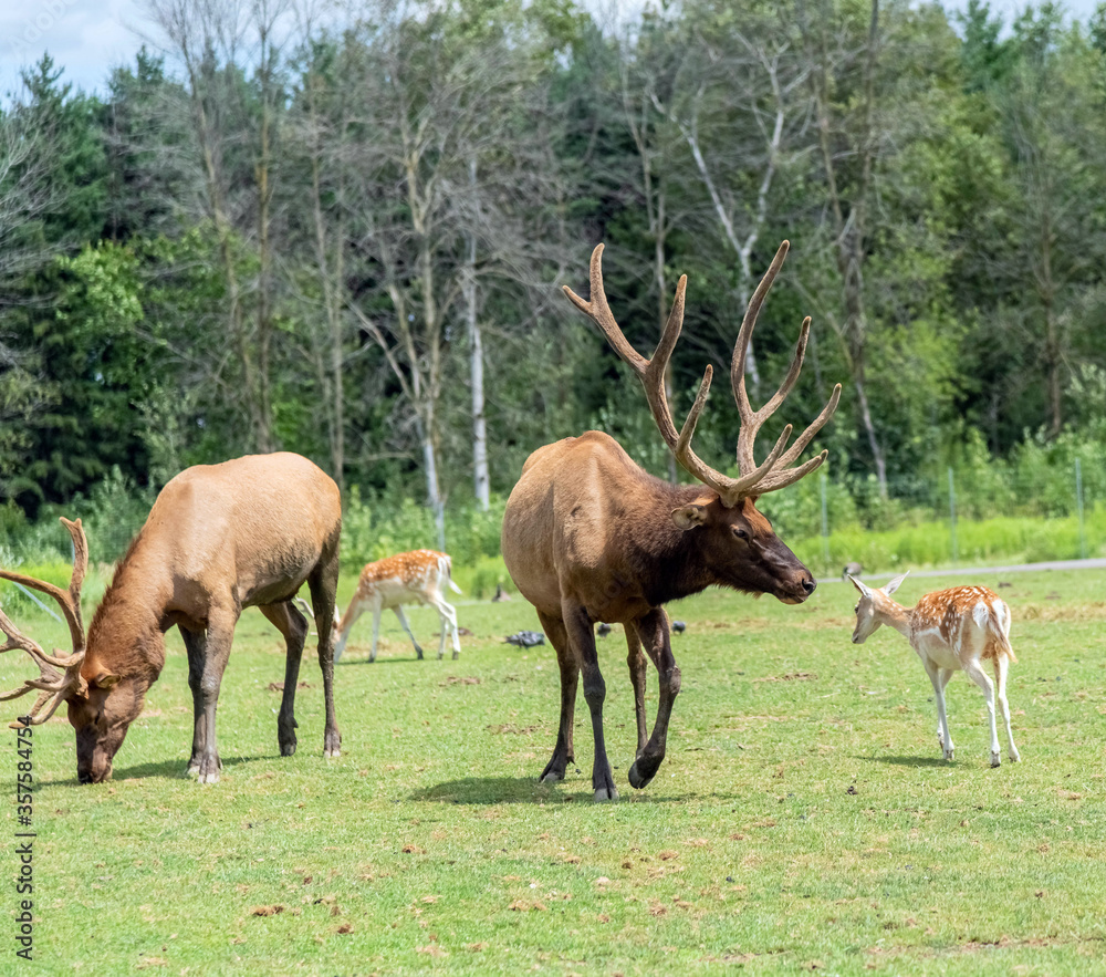 Barasingha Rucervus Duvaucelii or Swamp Deer in Hamilton Safari, Ontario, Canada
Barasingha Rucervus Duvaucelii or Swamp Deer in Hamilton Safari, Ontario, Canada