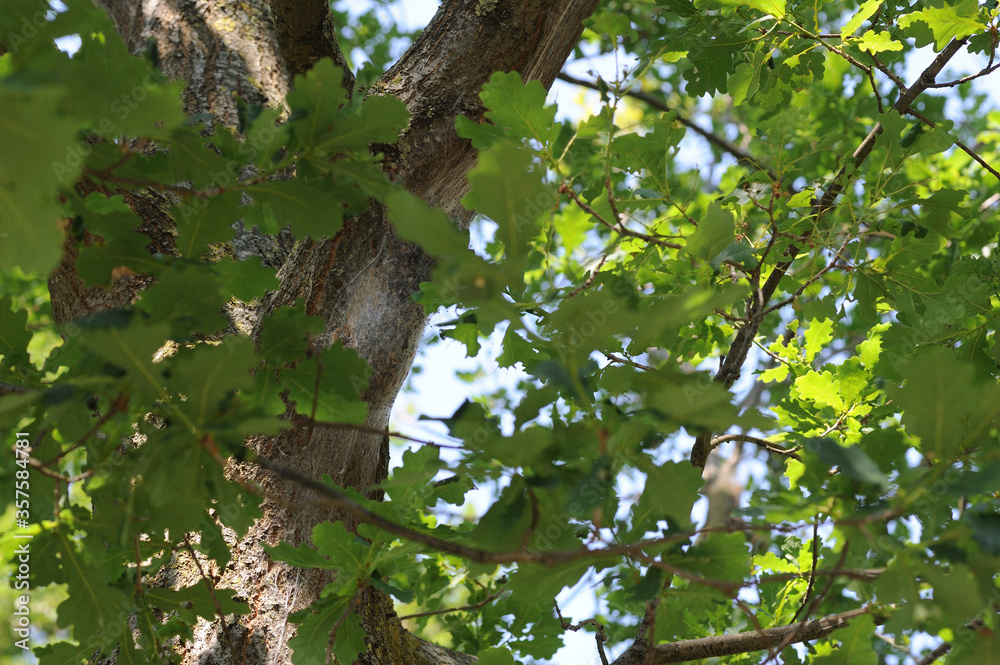 view on oak processionary nest through green oak leaves in spring view on oak processionary nest through green oak leaves in spring