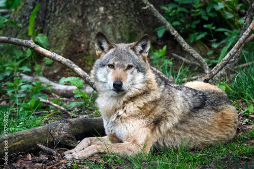 Europ  ischer Wolf   Canis lupus  .