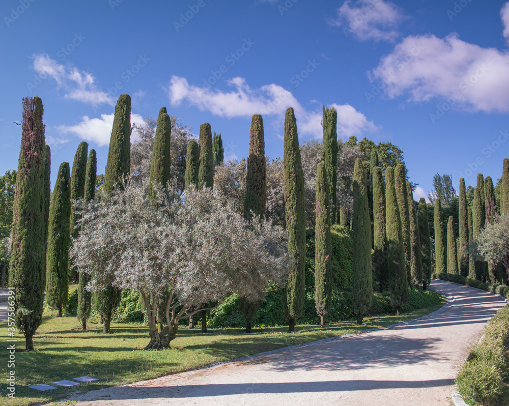 Naklejka premium park zieleń drzewa liście niebo hiszpania