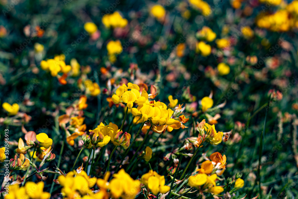 close up yellow flowers. Ajuga chamaepitys, wild plants and flowers