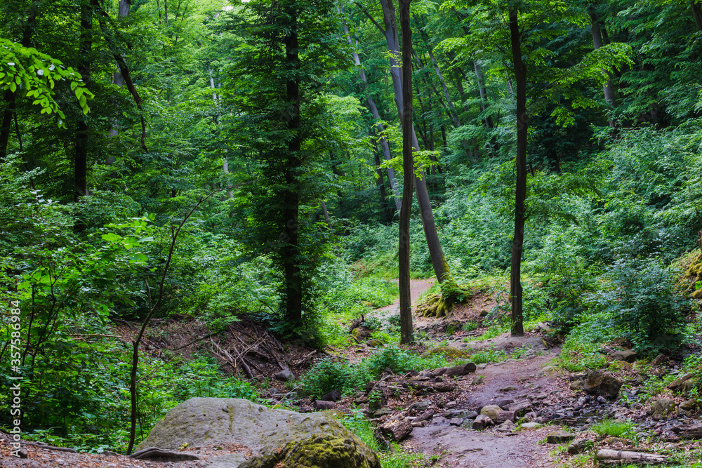 footpath in the forest footpath in the forest