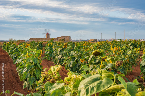 Campo di girasoli, Sicilia IT photo