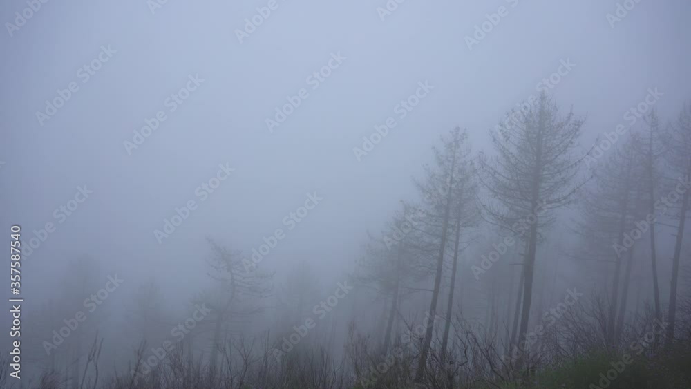 Dark mysterious burned forest landscape. forest after fire. thick fog before the rain. Fantasy scenery, ideas for concept climate change and destruction