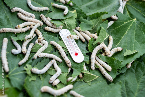 Photos Silkworm baby on green mulberry leaf