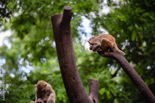 japanese macaque sitting on the tree