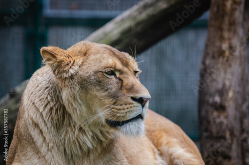 Lioness resting on its catwalk on a bright day. Wildlife Reservation  Kecskem  t  Hungary.