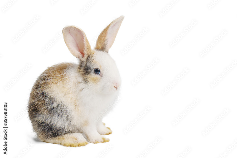 Fototapeta premium Baby light brown and white spotted rabbit with long ears sitting isolated on white background with clipping path