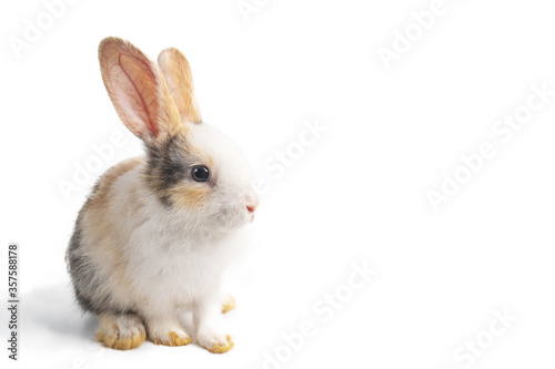 Baby light brown and white spotted rabbit with long ears standing isolated on white background © TeTe Song