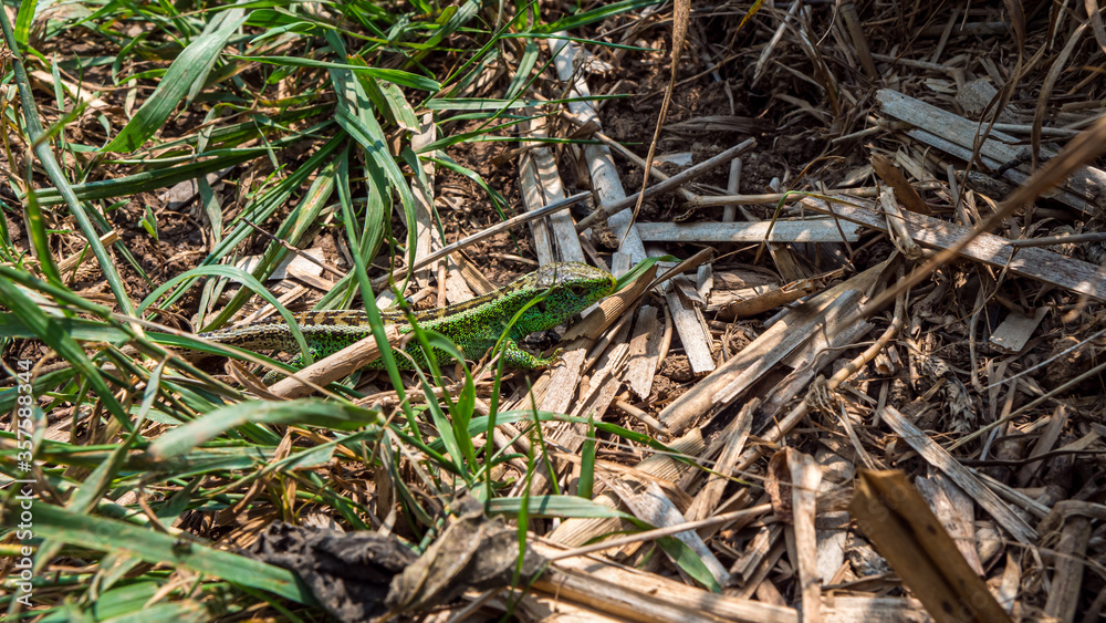 The lizard was walking through the grass