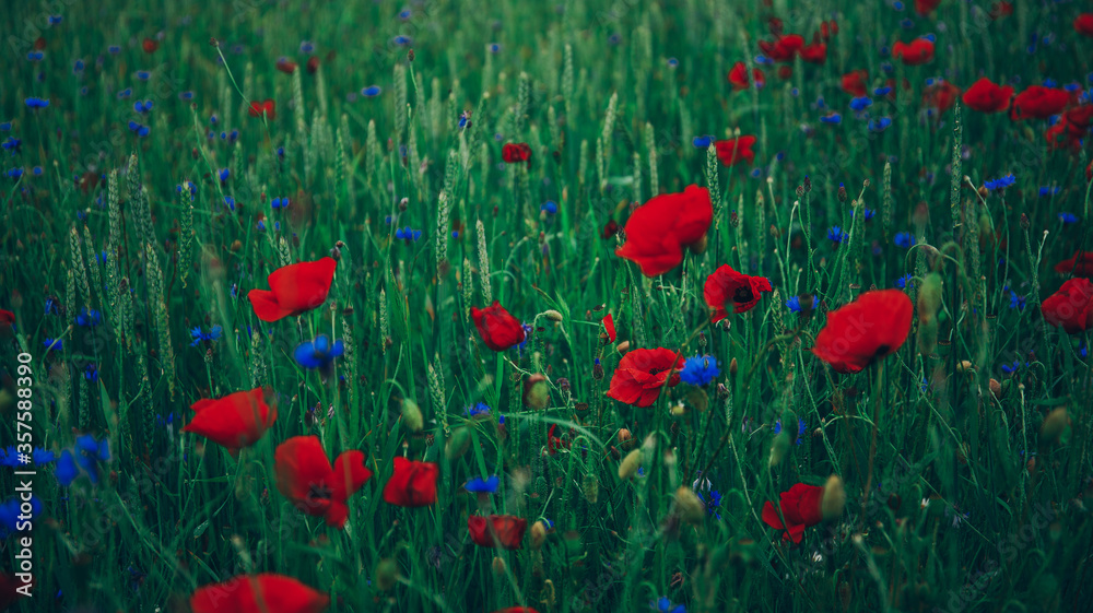 Fototapeta premium field of red poppies