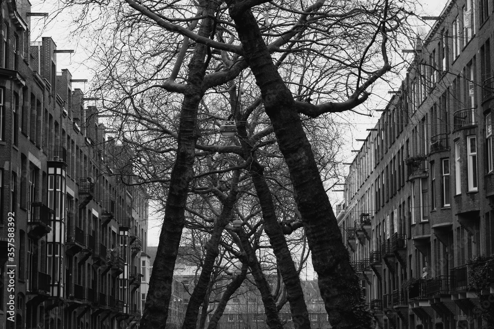 trees in the city of Amsterdam