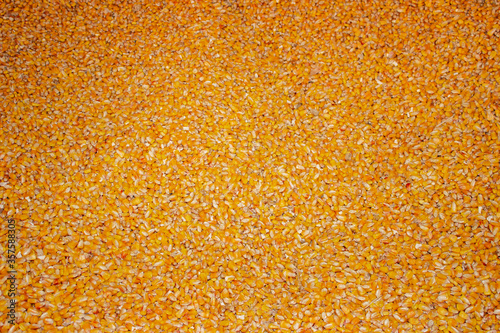 Corn seeds. Filled with a large scattering of grain. Yellow color. Background.