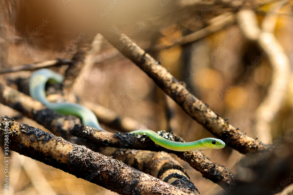 Naklejka premium Grüne Mamba (Dendroaspis viridis) im Baum
