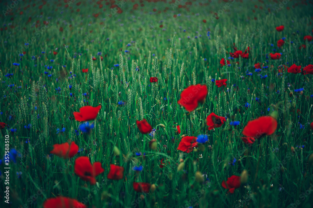 Obraz premium field of poppies