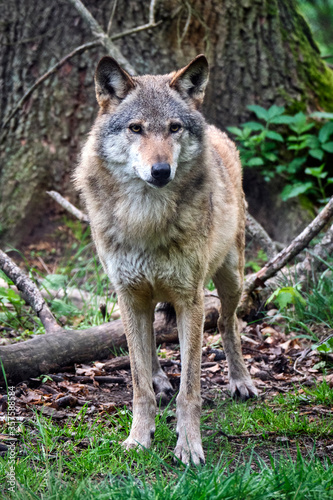 Europ  ischer Wolf   Canis lupus  .