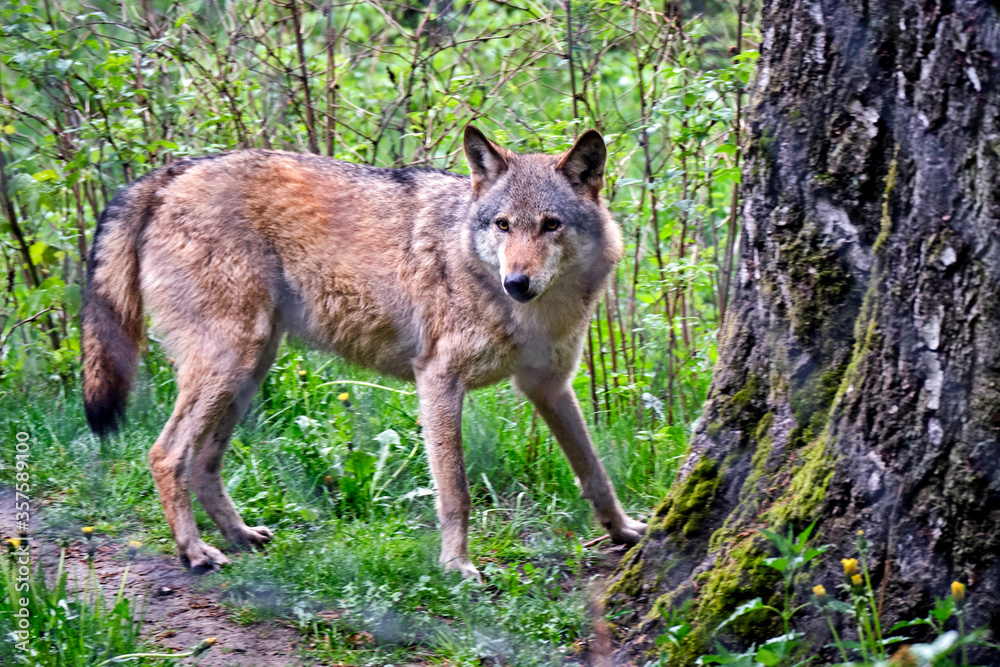 Obraz premium Europäischer Wolf ( Canis lupus ).