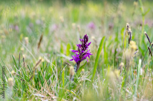 Dactylorhiza majalis wild flowering orchid flowers on meadow, group of bright purple flowers in bloom photo