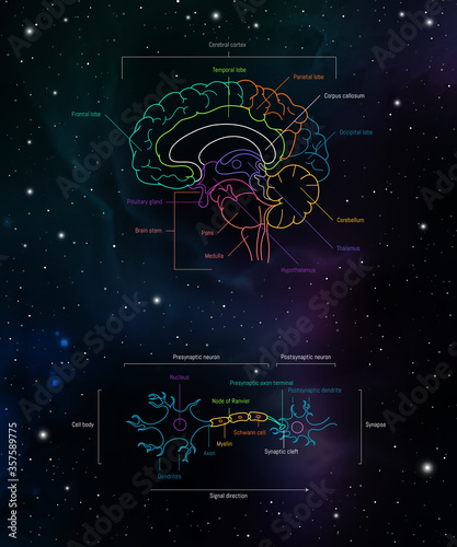 Brain lobes and neuron anatomy. Axons, dendrites, cell body, myelin and synaptic cleft. Neuroscience infographic on space background. Neurobiology scientific medical vector illustration