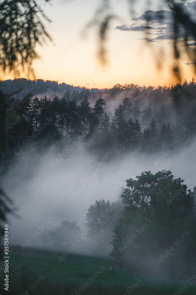 Nebel steigt am Morgen aus Wald auf