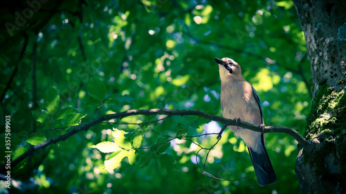 oiseau jardin massey haut photo