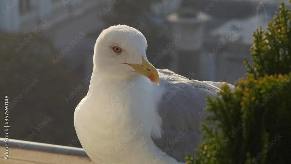 Seagull sitting on hotel roof in Istanbul, Turkey, Close-up