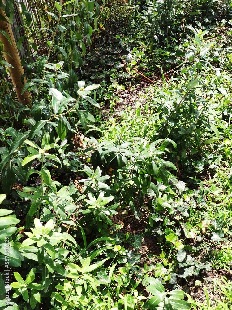 Fototapeta premium green leaves in a garden